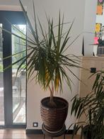 Mooie grote 3-stammige drakenplant, Tuin en Terras, Ophalen