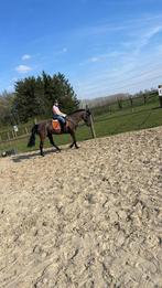 Brave allround d pony te koop, Dieren en Toebehoren, L, 11 jaar of ouder, Recreatiepony, D pony (1.37m tot 1.48m)