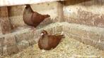 Rode carneauduiven van 2023, Animaux & Accessoires, Oiseaux | Pigeons