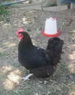 2 poules marans d'un très bonne lignée œufs chocolat, Dieren en Toebehoren