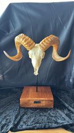 Echte Ouessant Ramsschedel, Enlèvement ou Envoi, Neuf, Autres, Crâne