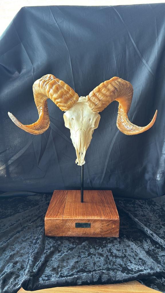 Echte Ouessant Ramsschedel, Collections, Collections Animaux, Neuf, Crâne, Autres, Enlèvement ou Envoi