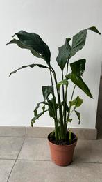 Lepelplant, Huis en Inrichting, Kamerplanten, Ophalen, Overige soorten, Halfschaduw, Minder dan 100 cm