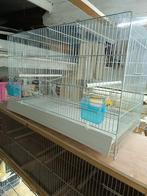 Kanaries, Dieren en Toebehoren