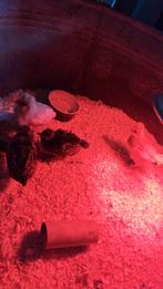 4 Padua hennetjes, Dieren en Toebehoren, Pluimvee