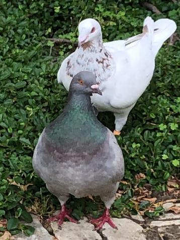 pigeons pionniers texans