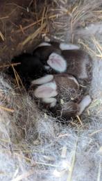 Baby hangoor dwergkonijn (NDH), Meerdere dieren, Dwerg, 0 tot 2 jaar, Hangoor