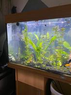 Aquarium vissen, Dieren en Toebehoren, Ophalen, Nieuw, Overige typen