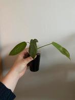 Philodendron Florida Ghost, Huis en Inrichting, Kamerplanten, Ophalen