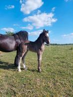 Zwart irish cob/tinker merrieveulen, Dieren en Toebehoren, Paarden, Merrie