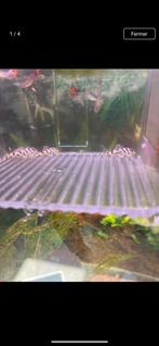 Hypancistrus L236 sw, Dieren en Toebehoren, Vissen | Aquariumvissen