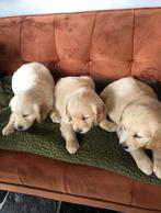 Golden retriever puppy s zoeken nieuw baasje, Meerdere, Golden retriever, 8 tot 15 weken, België