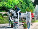 Spaanse merrie 8 jaar, Dieren en Toebehoren, Minder dan 160 cm, Niet van toepassing, 7 tot 10 jaar, Recreatiepaard