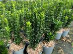 Euonymus japonicus Green Spire, Ophalen of Verzenden, Struik