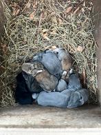 Raszuivere vlaamse reuzen, Dieren en Toebehoren