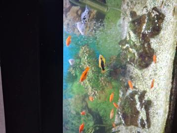 aquarium