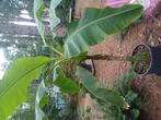 bananen planten, Tuin en Terras, Ophalen