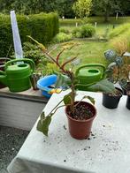 Philodendron painted lady, Ophalen, Overige soorten, Halfschaduw, In pot