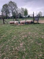 4 ooien te koop, Dieren en Toebehoren, Vrouwelijk, Schaap, 0 tot 2 jaar