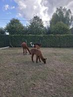 2 mooie en lieve alpacahengstjes te koop!, Mei, Mannelijk