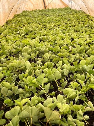 Gestekte aardbeiplanten beschikbaar voor biedingen