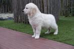 Prachtige Golden retriever pups van geteste ouders, Dieren en Toebehoren, Golden retriever, België, CDV (hondenziekte), 8 tot 15 weken