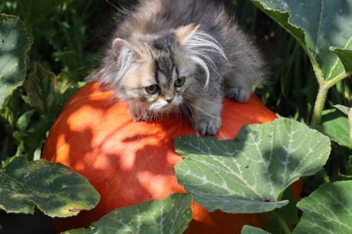 brits kort en langhaar, Dieren en Toebehoren, Katten en Kittens | Raskatten | Korthaar, Meerdere dieren, 0 tot 2 jaar, Met stamboom