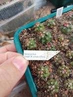 cactus Ferocactus fordii X viridescens, Tuin en Terras, Ophalen of Verzenden