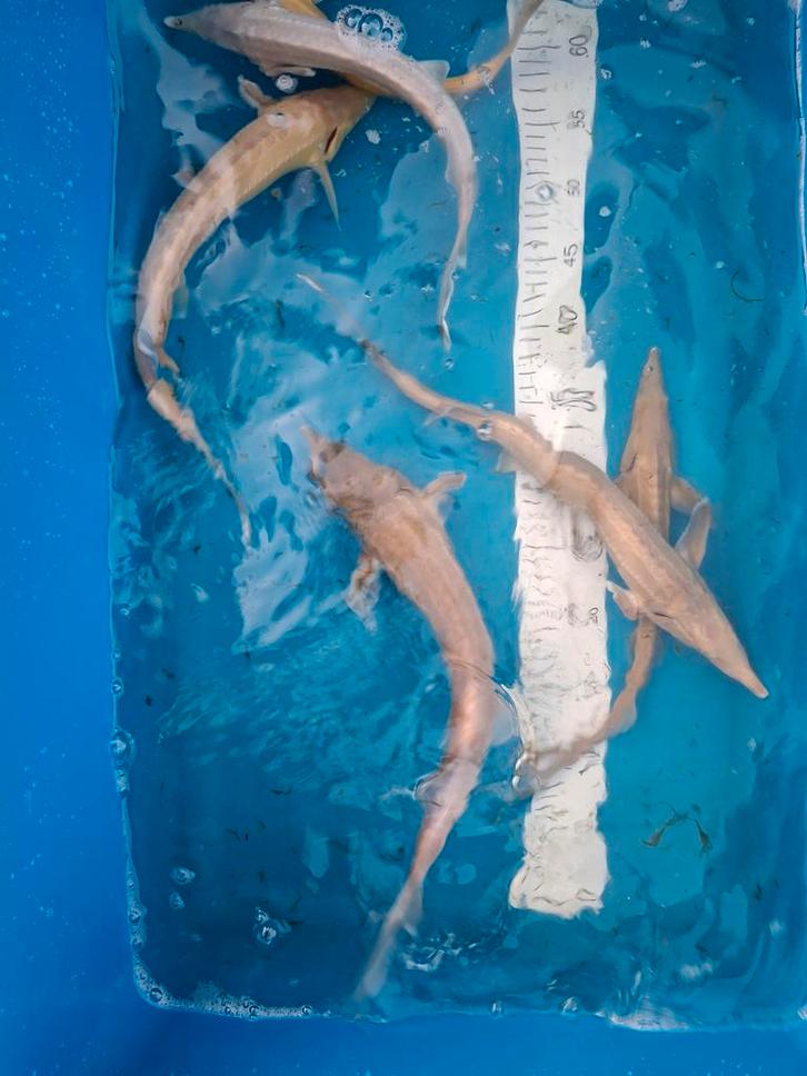 B kwaliteit albino sterlet /steuren, Dieren en Toebehoren, Vissen | Vijvervissen