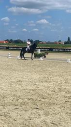 mooie zwarte merrie, Dieren en Toebehoren, Paarden, Merrie, Met stamboom, 175 cm of meer, Dressuurpaard