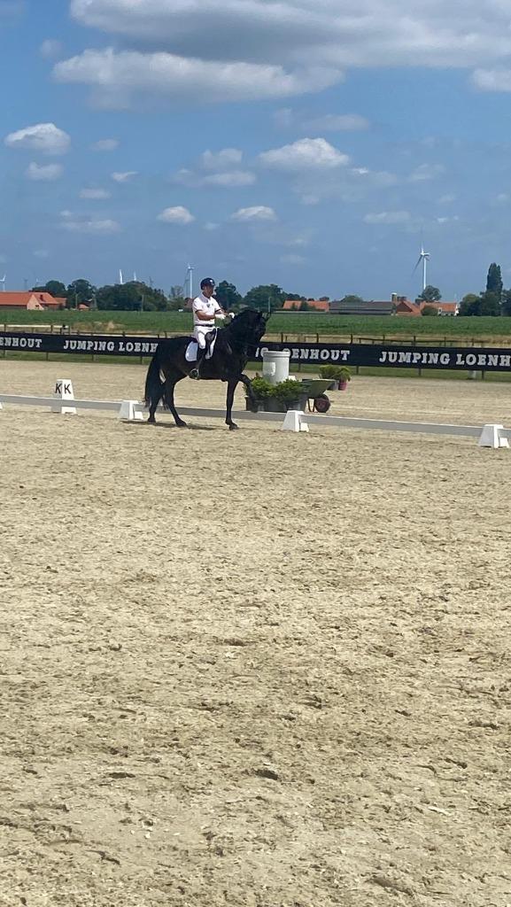 mooie zwarte merrie, Dieren en Toebehoren, Paarden, Merrie, L, 175 cm of meer, 11 jaar of ouder, Dressuurpaard, Met stamboom