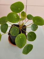 Pilea peperomioides of pannenkoekenplant, Huis en Inrichting, Kamerplanten, Ophalen