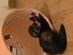Frettenpup 14 weken man, Dieren en Toebehoren, Knaagdieren, Fret, Mannelijk, Juli, Tam