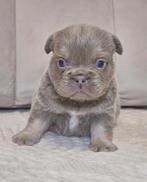 Fluffy Franse bulldog, België, Fokker | Hobbymatig, CDV (hondenziekte), 8 tot 15 weken