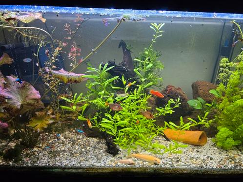 Alles voor aquariums, Dieren en Toebehoren, Vissen | Aquariumvissen