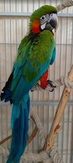 Jubulee ara, Dieren en Toebehoren, Geslacht onbekend, Papegaai, Geringd