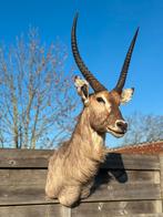 Prachtig opgezette waterbok, Enlèvement