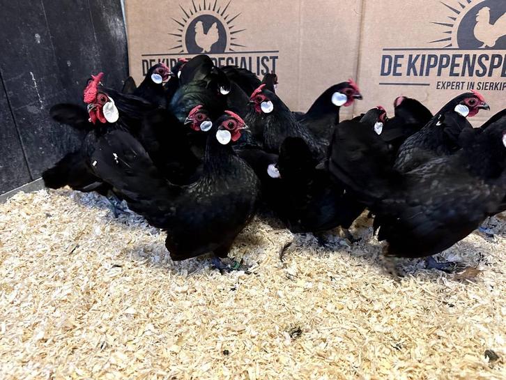 Jonge tamme java krielkippen gesekst en ingeënt | Veel keus, Dieren en Toebehoren, Pluimvee, Kip, Meerdere dieren