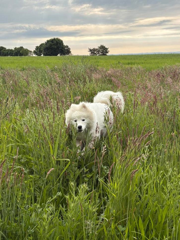 Samoyède femelle 14 moi, Animaux & Accessoires, Caisses pour chiens, Enlèvement