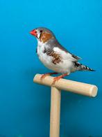 Mooie bonte zebravink man, Animaux & Accessoires, Oiseaux | Oiseaux Autre, Mâle, Oiseau tropical, Bagué