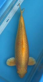 Koi - Ginrin Yamabuki Ogon, Dieren en Toebehoren, Vissen | Vijvervissen, Karper of Koi