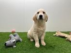 Golden Retriever pups, Dieren en Toebehoren, Honden | Retrievers, Spaniëls en Waterhonden, Golden retriever, België, 8 tot 15 weken