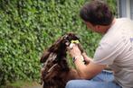 Engelse Cocker Spaniel pups te koop, Dieren en Toebehoren, België, 8 tot 15 weken, HCC (leverziekte), Meerdere