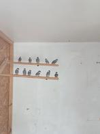 Rijstvogels, Dieren en Toebehoren, Vogels | Overige Vogels, Meerdere dieren, Tropenvogel