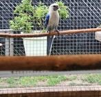 Rosella man, Dieren en Toebehoren
