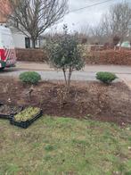 Steeneik quercus ilex, Enlèvement