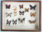 Taxidermie vlinders, Collections, Collections Animaux, Insecte, Enlèvement, Animal empaillé