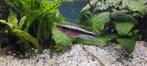 4x  "pelvicachromis pulcher super red" - Kersebuikjes, Animaux & Accessoires, Poissons | Poissons d'aquarium, Poisson, Poisson d'eau douce
