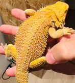 Hypo orange blue bar het witblits 1.0.0, Dieren en Toebehoren, Hagedis, Tam