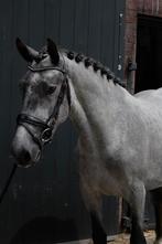 Topbrave jonge pony met veel vermogen, Dieren en Toebehoren, Pony's, Merrie, B, Gechipt, Springpony